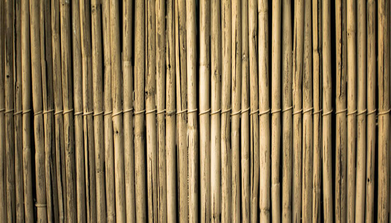 Carbon Free Dining Hospitality Influencer - The Dangers Of Bamboo & How Your Restaurant Can Be Sustainable
