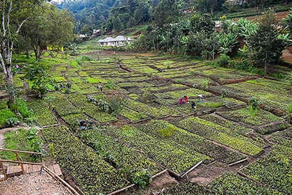 Carbon Free Dining visits tree planting project In Tanzania 2